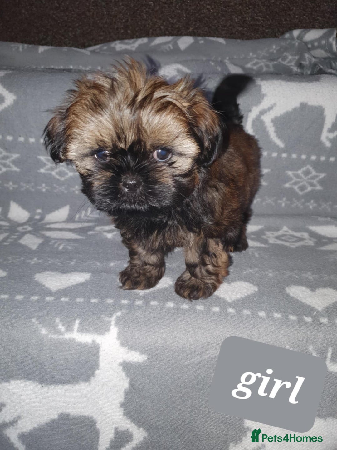 Shih Tzu dogs for sale: Shih tzu puppies - Image 4