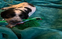 Cocker Spaniel dogs for sale: Georgous blue roan cocker spaniels - Image 29