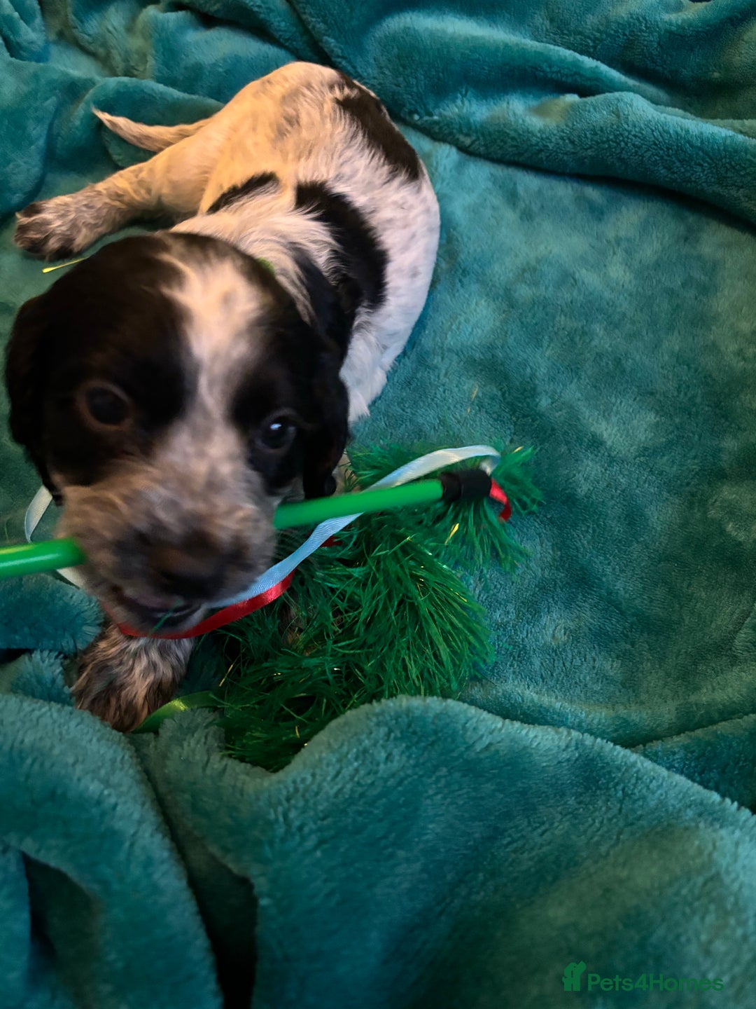 Cocker Spaniel dogs for sale: Georgous blue roan cocker spaniels - Image 29