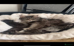 Maine Coon cats for sale: TICA Registered Maine Coon Kittens Blue/Silver - Image 18
