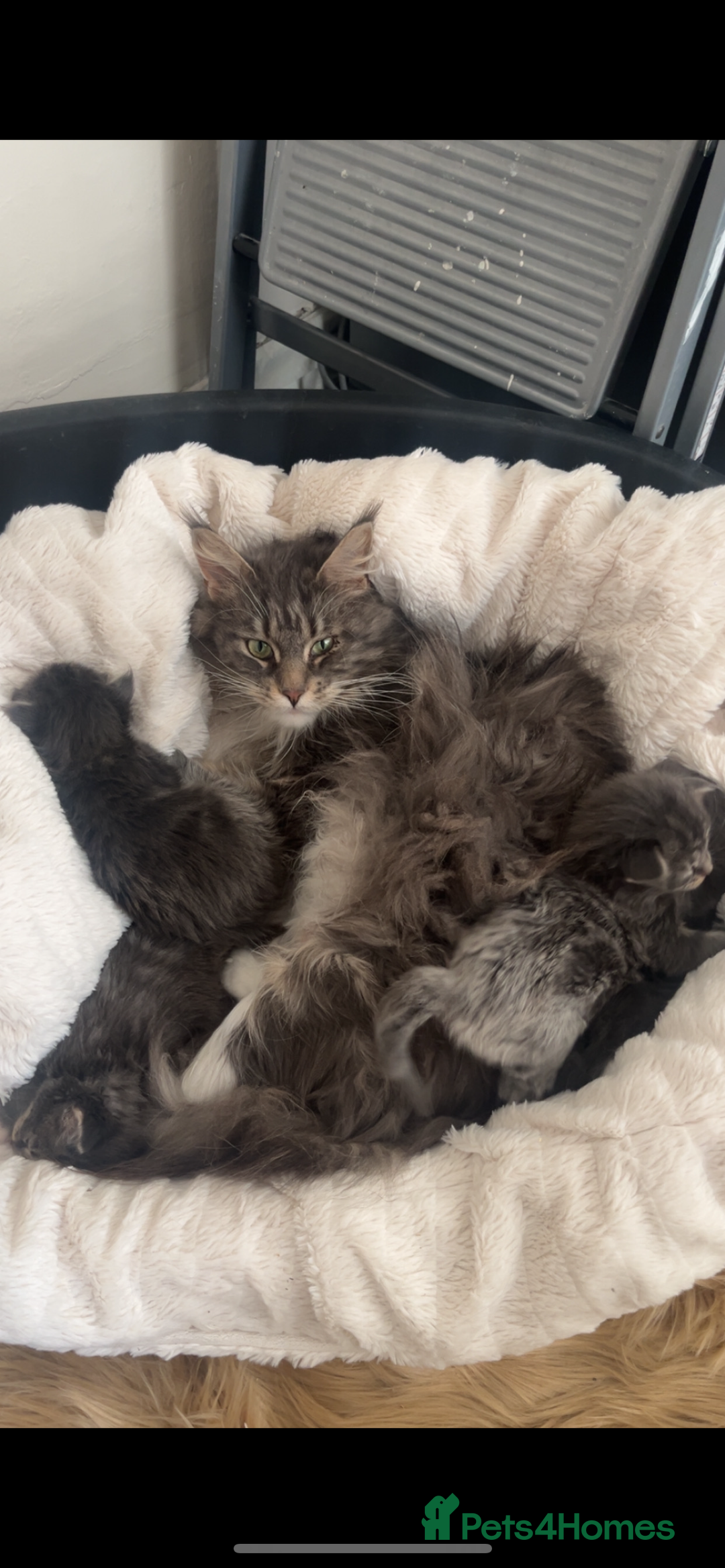 Maine Coon cats for sale: TICA Registered Maine Coon Kittens Blue/Silver - Image 18