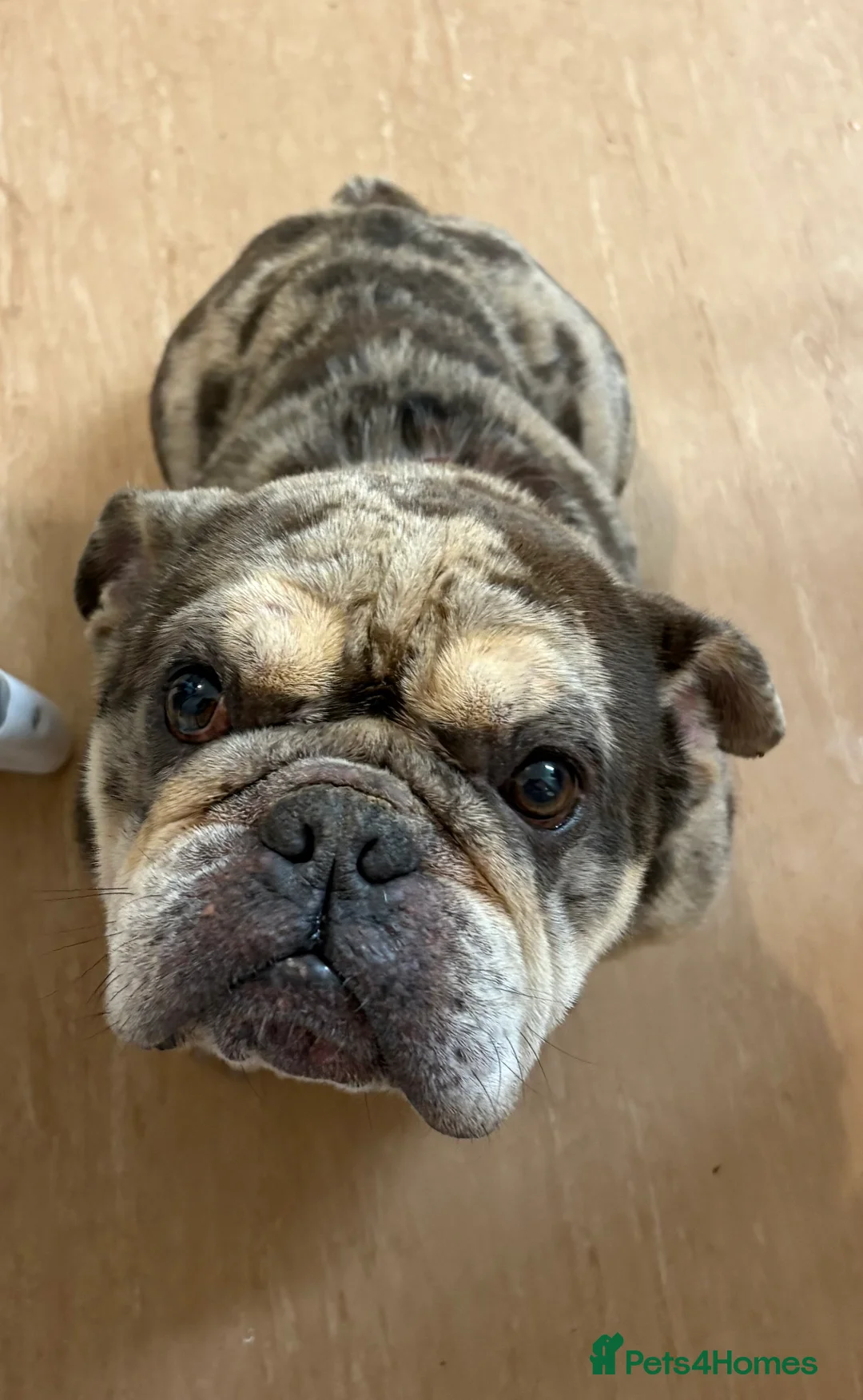 English Bulldog dogs for sale: English Bulldog Jack - Advert 2