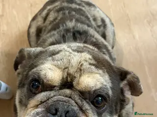 English Bulldog dogs English Bulldog Jack - Advert 1