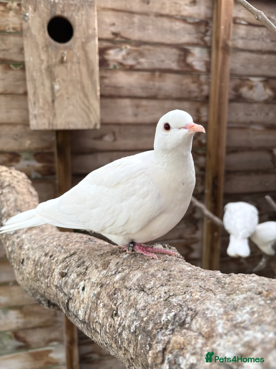 Doves birds for sale: 2025 Closed Rung Java Doves for Sale in Grantham - Advert 1