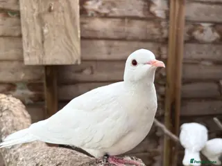 Doves birds 2025 Closed Rung Java Doves for Sale - Advert 2