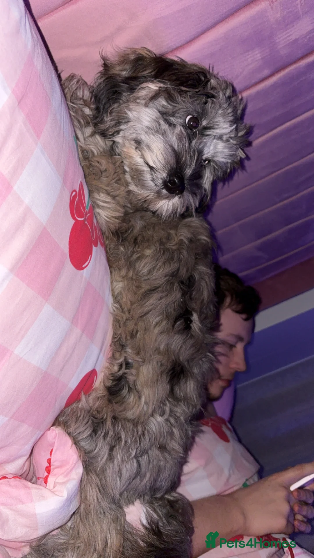 Cockapoo dogs for sale: merle cocapoo,MABEL🩷 - Advert 3