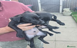 Mixed Breed dogs for sale:  Whippet × Patterdale Dog Pups - Image 2