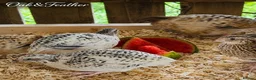 Quail poultry for sale: Coturnix Quail Hatching Eggs | Excellent Fertility - Advert 4