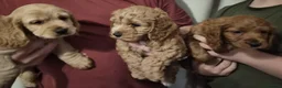 Cockapoo dogs for sale: 3 Gorgeous F1b Cockapoo puppies - Advert 1