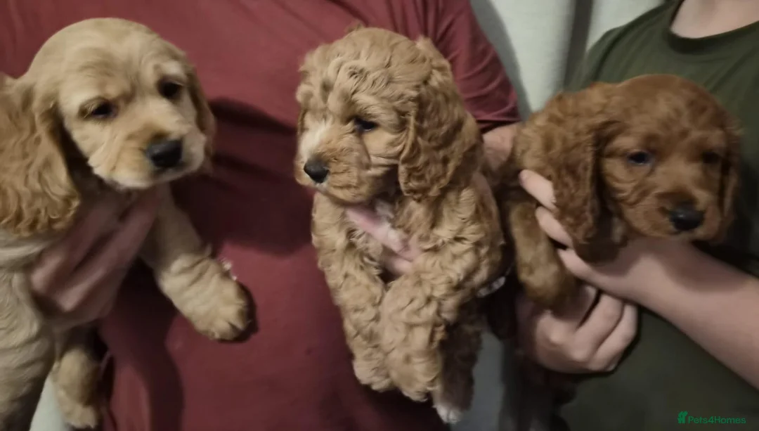 Cockapoo dogs for sale: 3 Gorgeous F1b Cockapoo puppies - Advert 1
