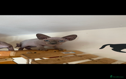 Sphynx cats for sale: Tica registered Sphynx  - Image 11