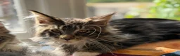 Maine Coon cats for sale: Stunning Gccf reg maine coon kittens  - Advert 9