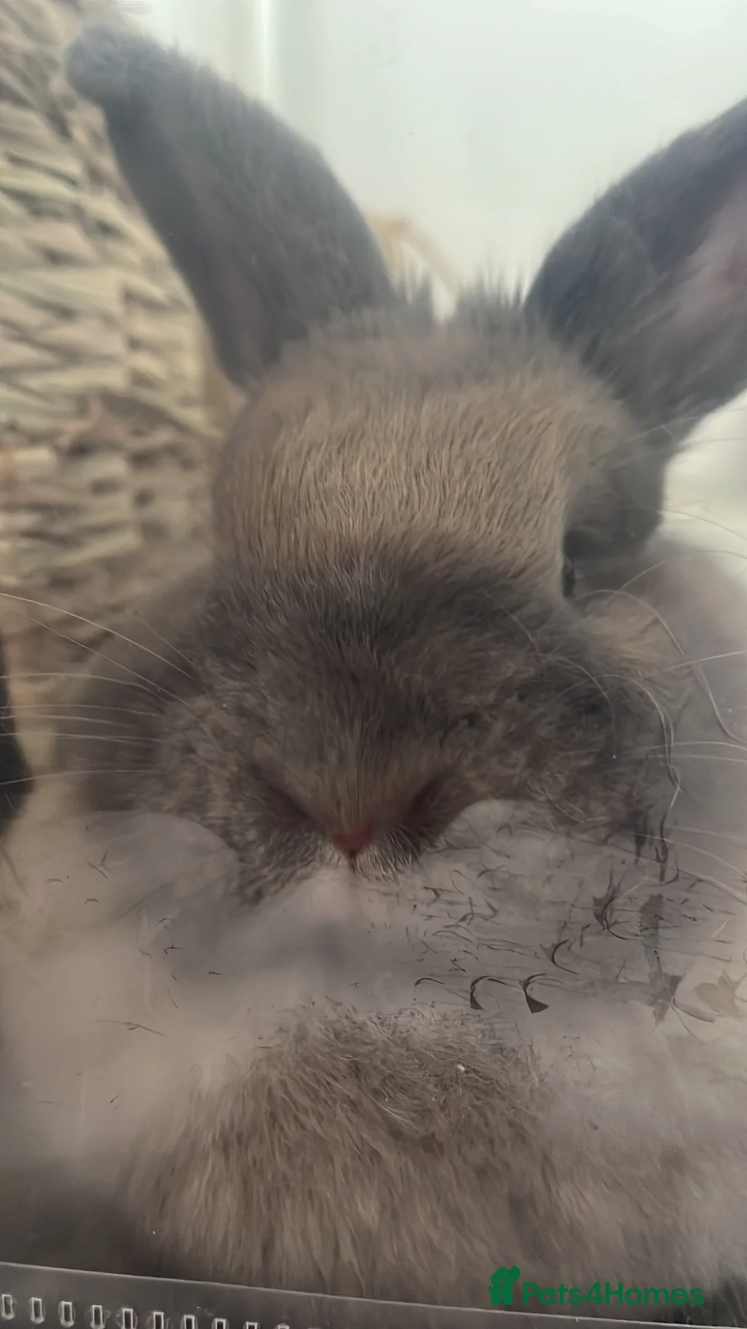 Mixed Breed rabbits for sale: Female mini lop x dwarf cross rabbit in Pinner - Advert 5