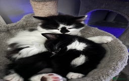 Persian cats for sale: Persian x kittens - Image 28