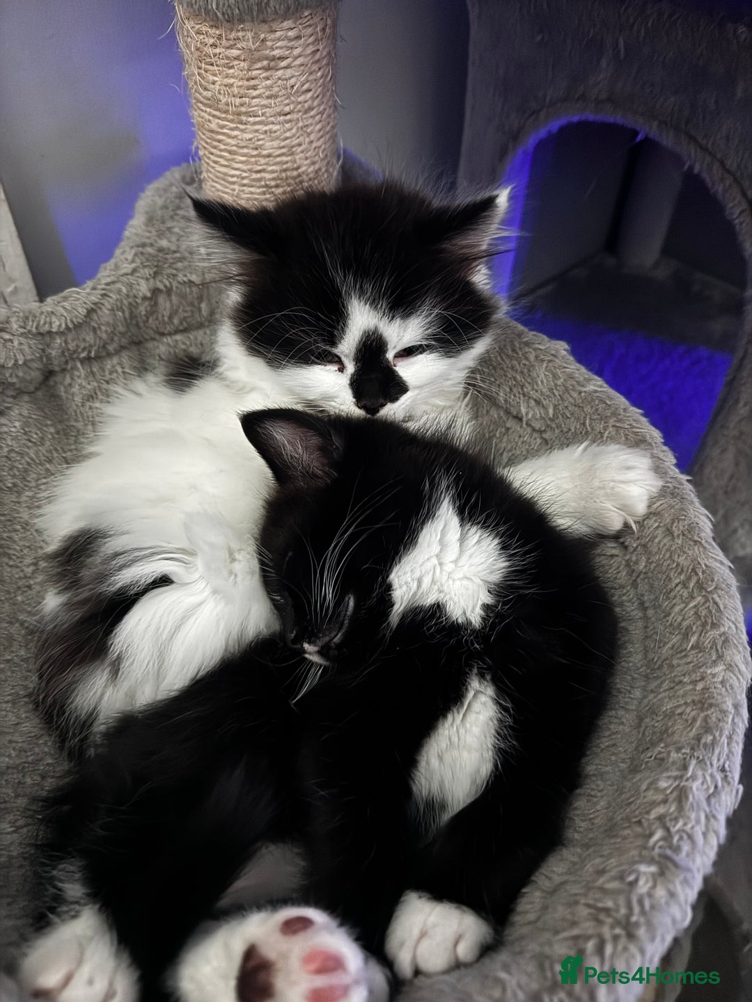 Persian cats for sale: Persian x kittens - Image 28
