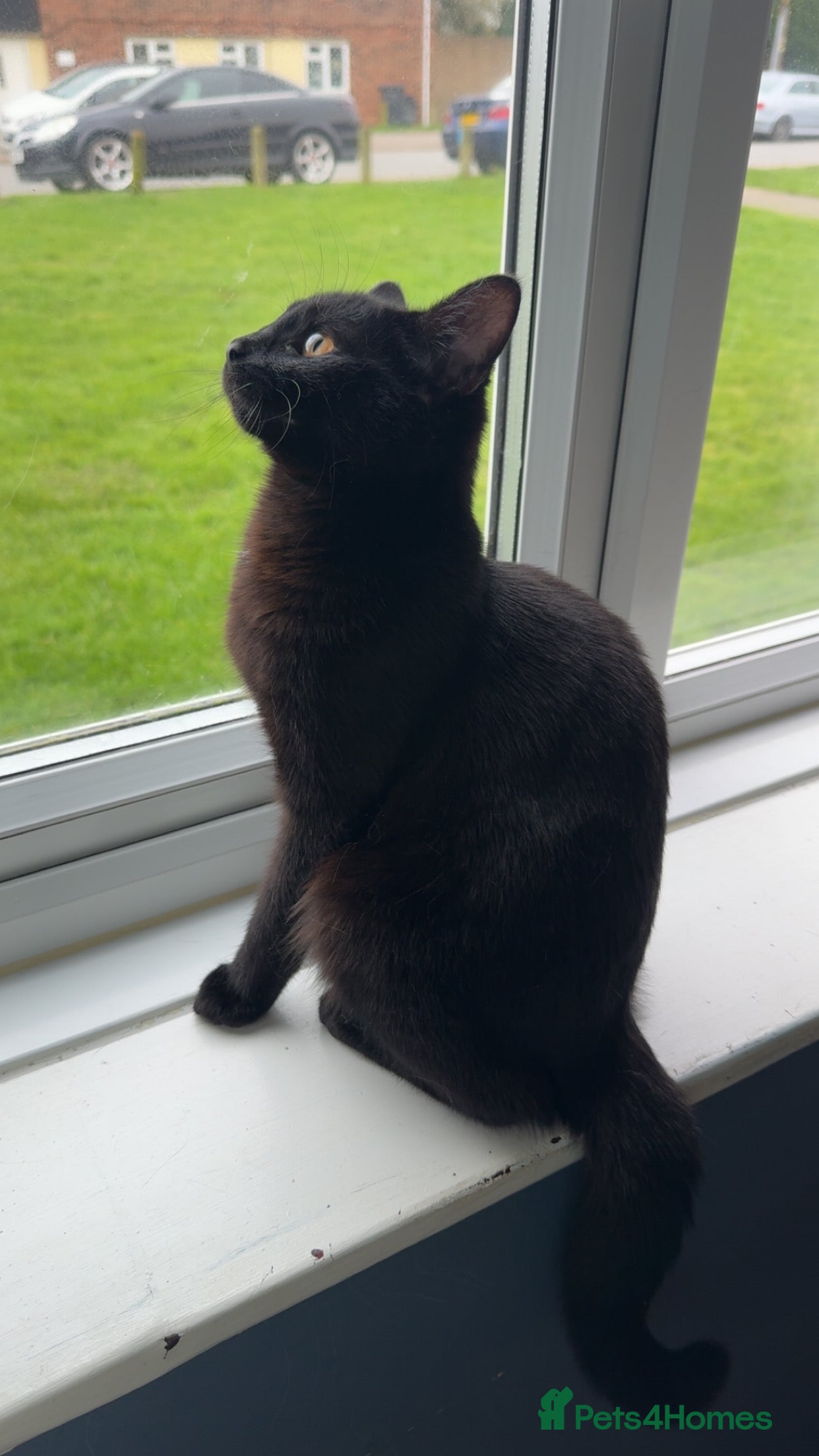 Mixed Breed cats Eve (black cat) - Advert 15