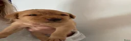 Labrador Retriever dogs for sale: KC registered Fox Red Labrador Puppies - Advert 19