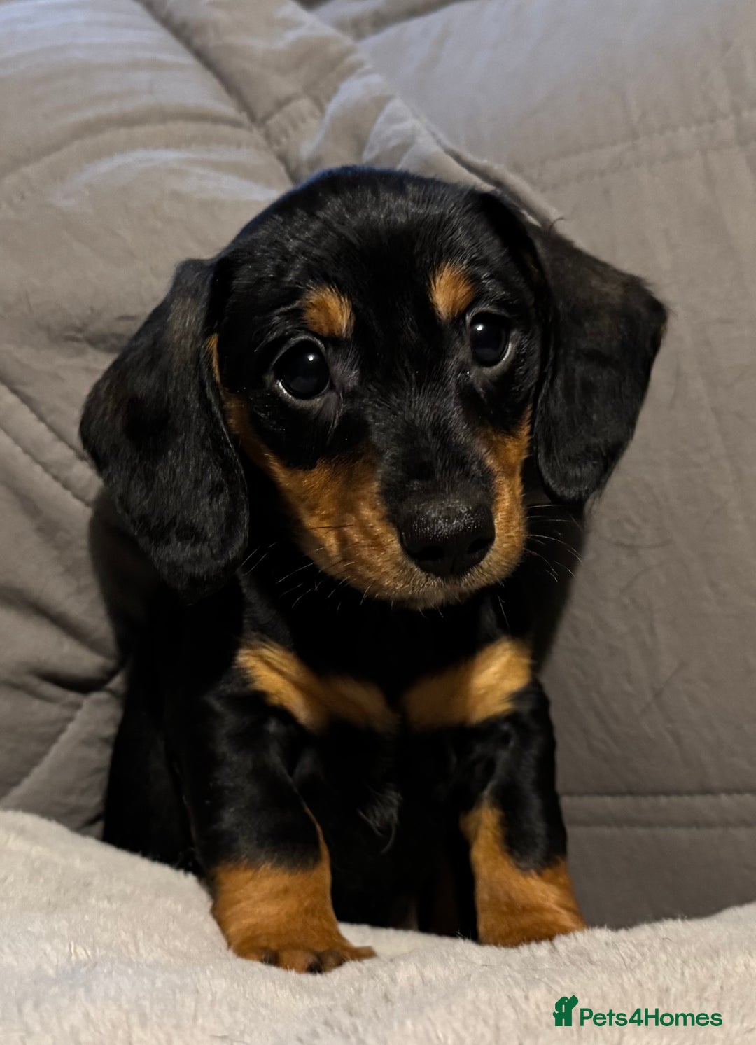 Dachshund dogs for sale: Gorgeous Standard wire haired & smooth Dachshunds - Advert 2