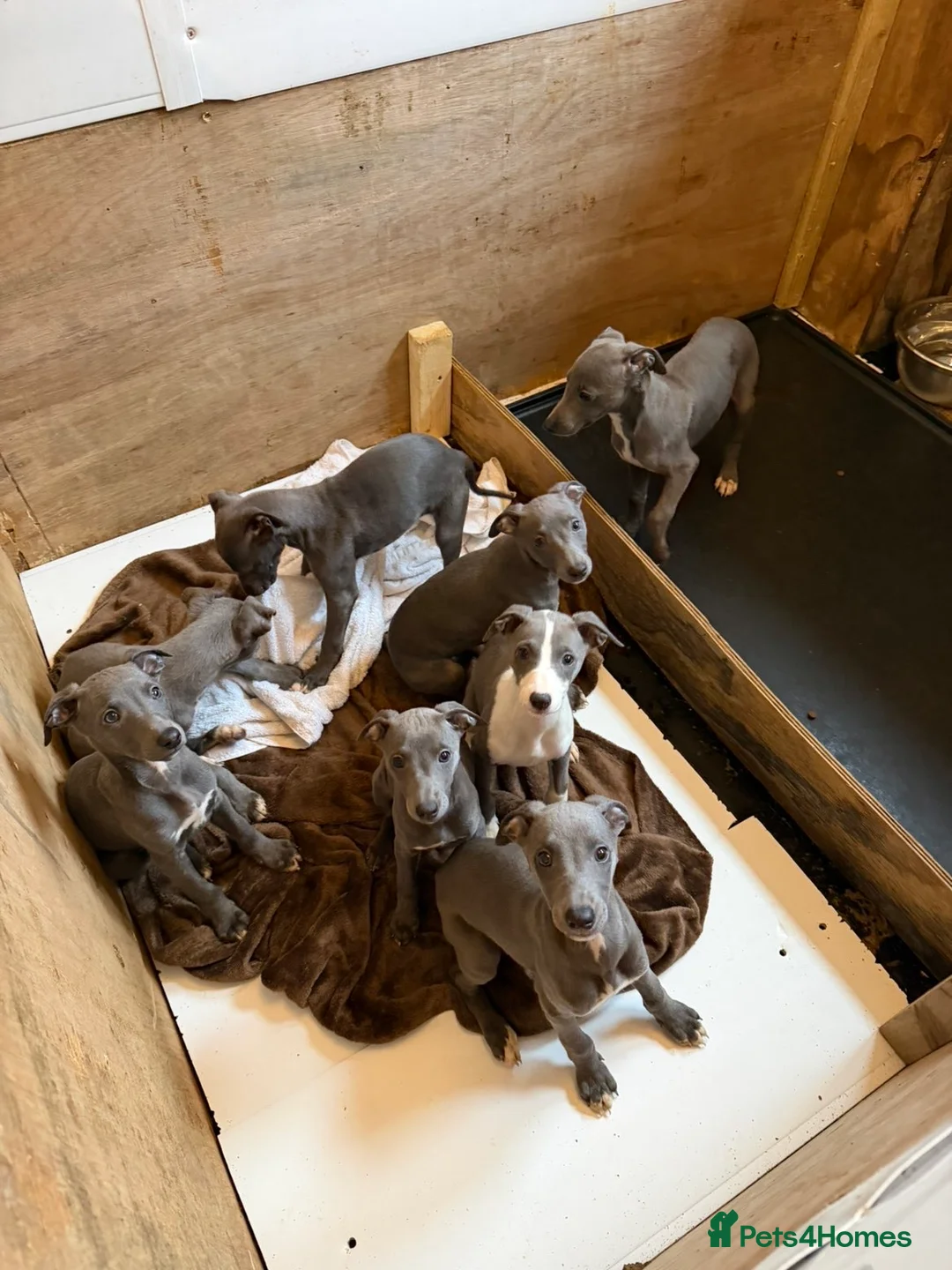 Whippet dogs for sale: Blue whippets in Rhyl - Advert 5