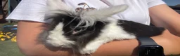 Mixed Breed rabbits for sale: Male rabbit&cage/hutch - Advert 2
