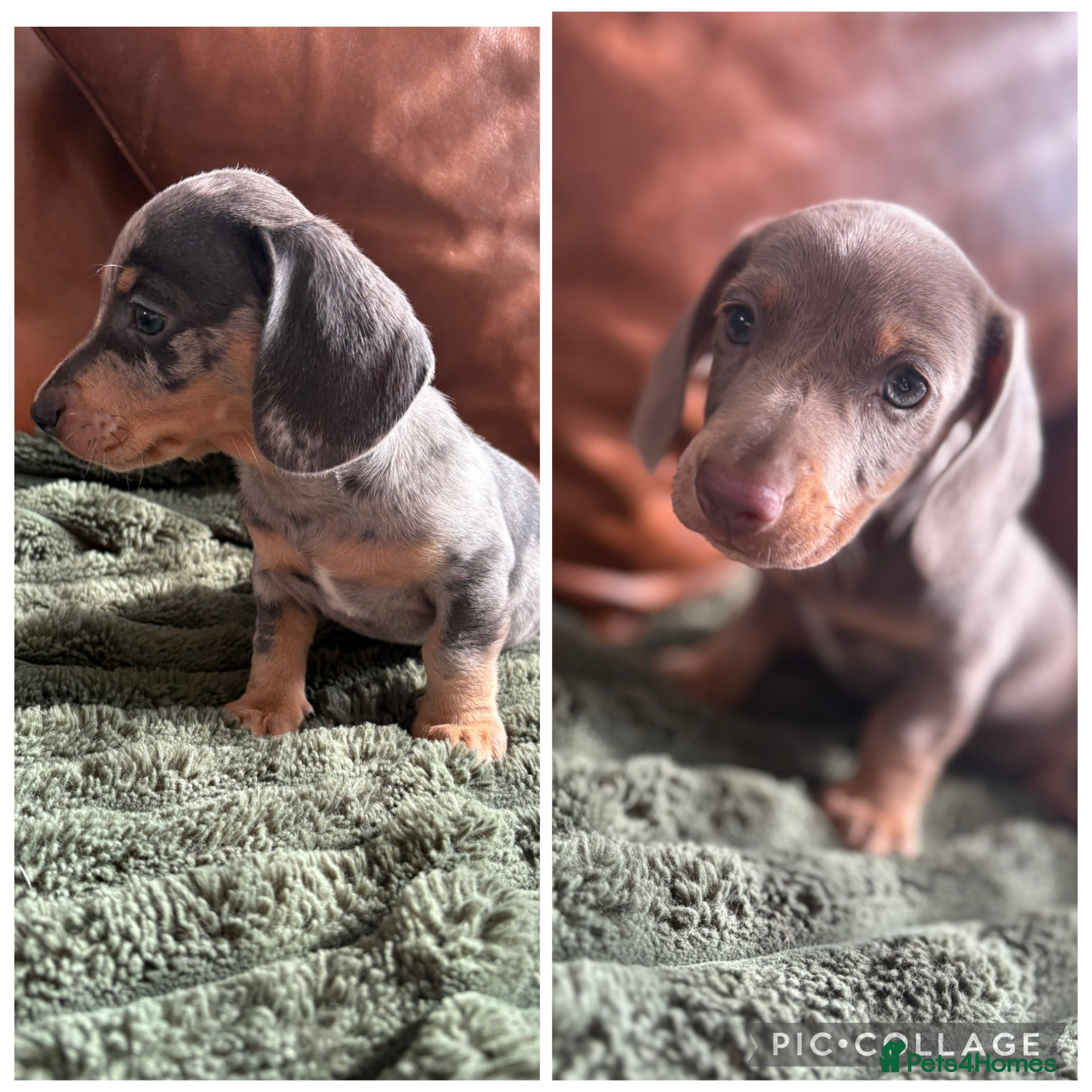Miniature Dachshund dogs Mini KC Dachshund PUPS READY NOW   - Advert 3