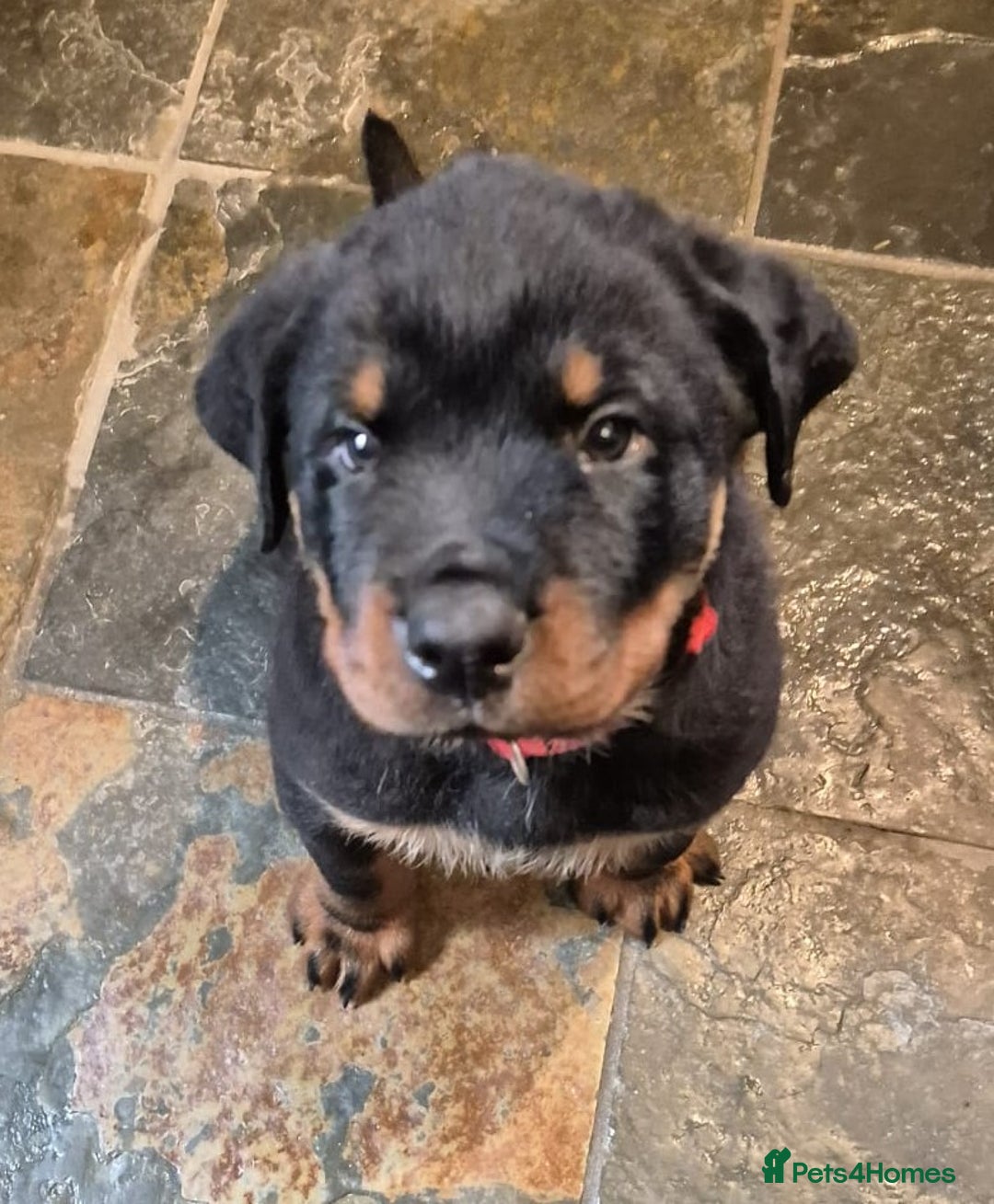 Rottweiler dogs for sale: Rottweiler Puppies in Great Yarmouth - Image 8