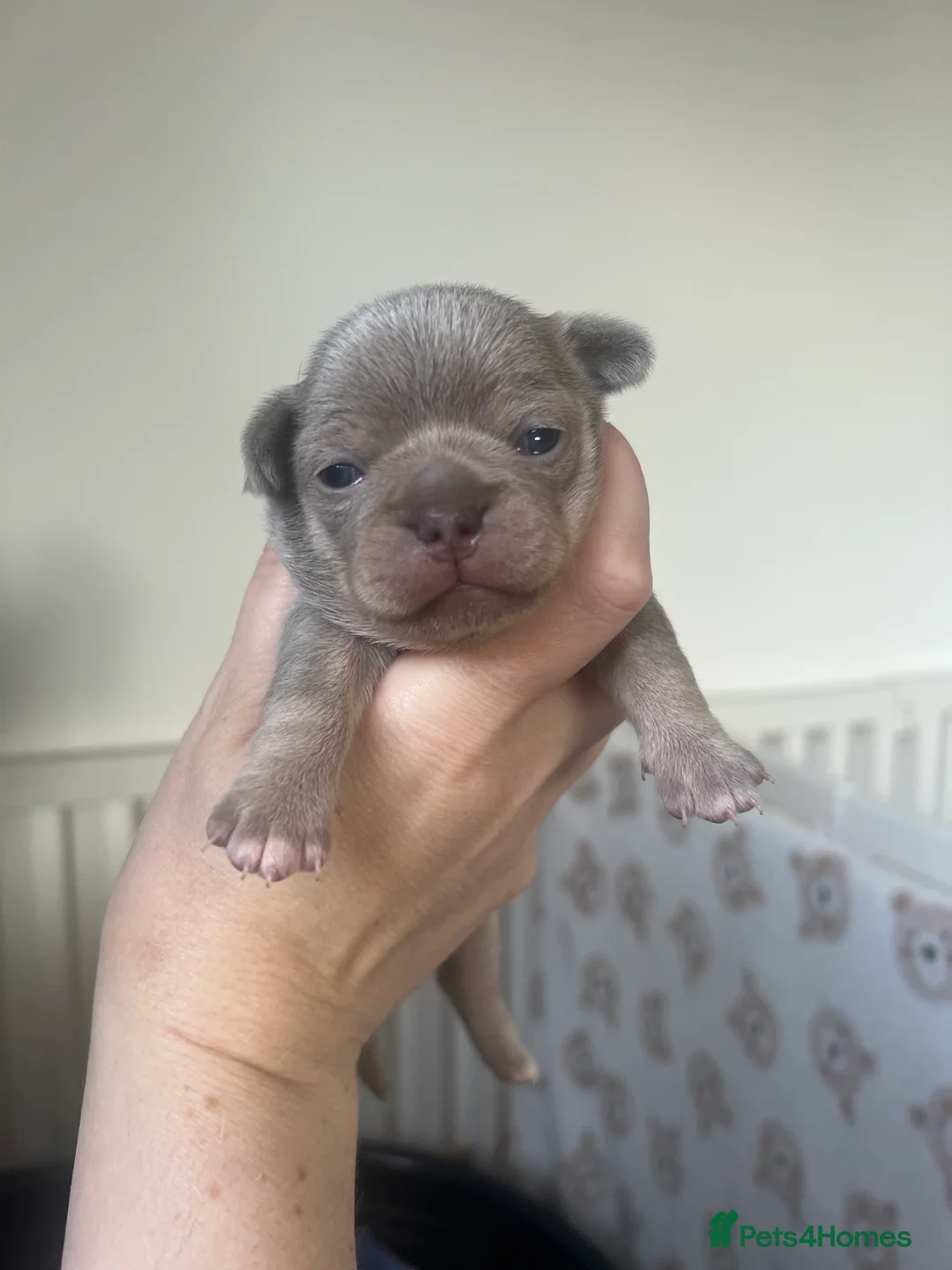 Chihuahua dogs for sale: Kc registered chihuahua pups - Advert 12