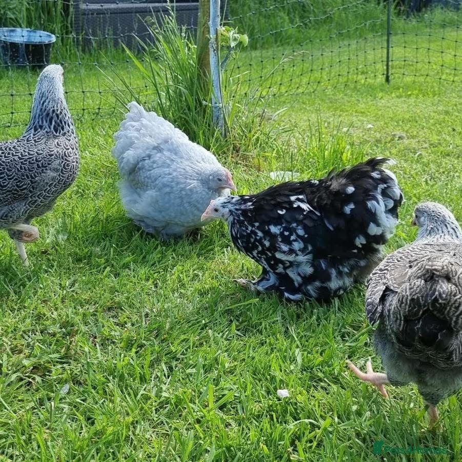 Chickens poultry Female bantams- Silkies, Polish, Pekins and Booted - Advert 19