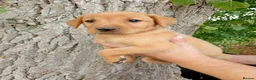 Labrador Retriever dogs for sale: Foxred labrador puppies - Advert 8