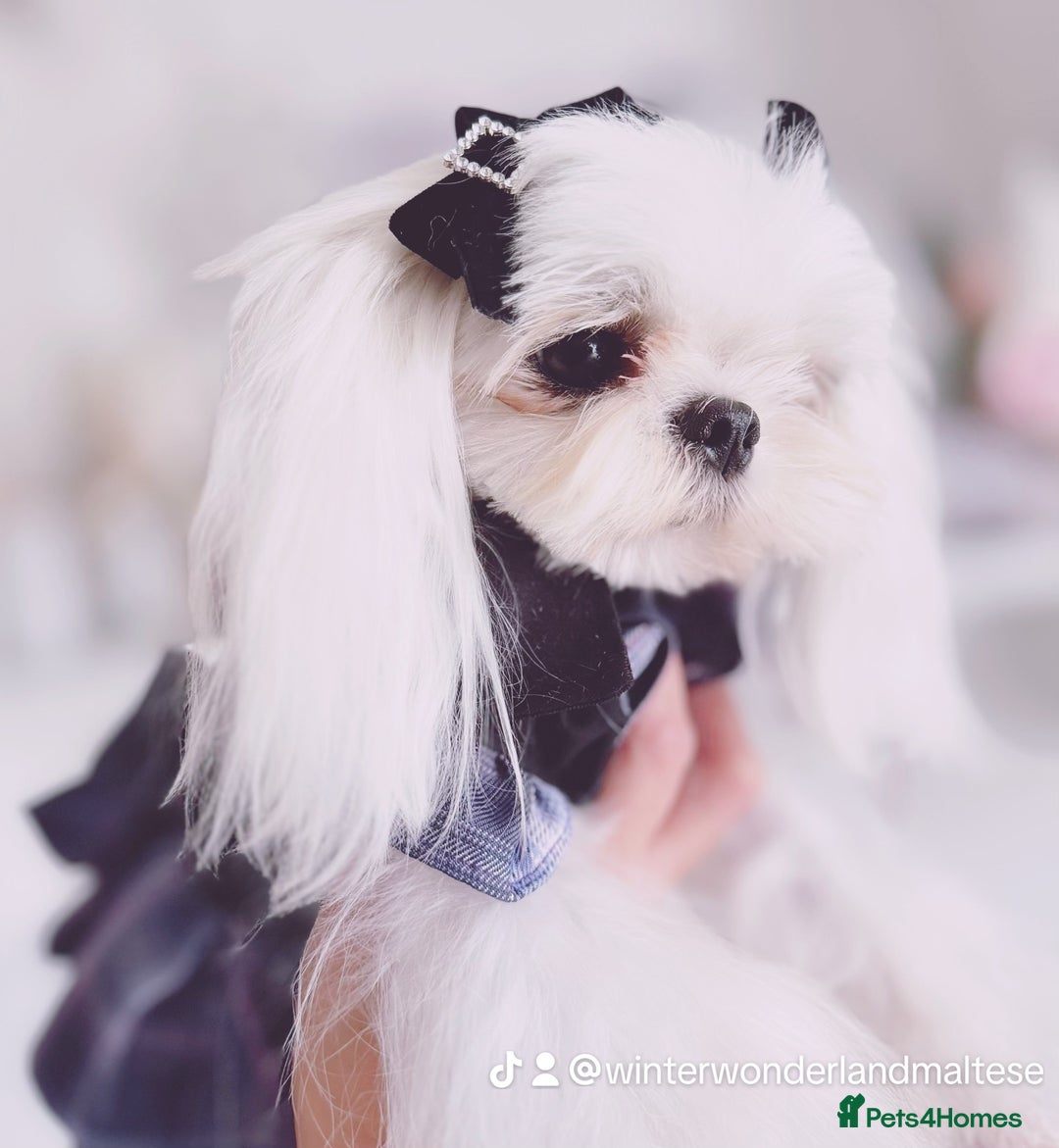 Maltese dogs for sale: 💙Gorgeous Tiny Full Korean Boy KC Reg💙 - Advert 6