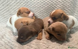 Jack Russell dogs for sale: Stunning litter of miniature Jack Russell puppies - Image 1