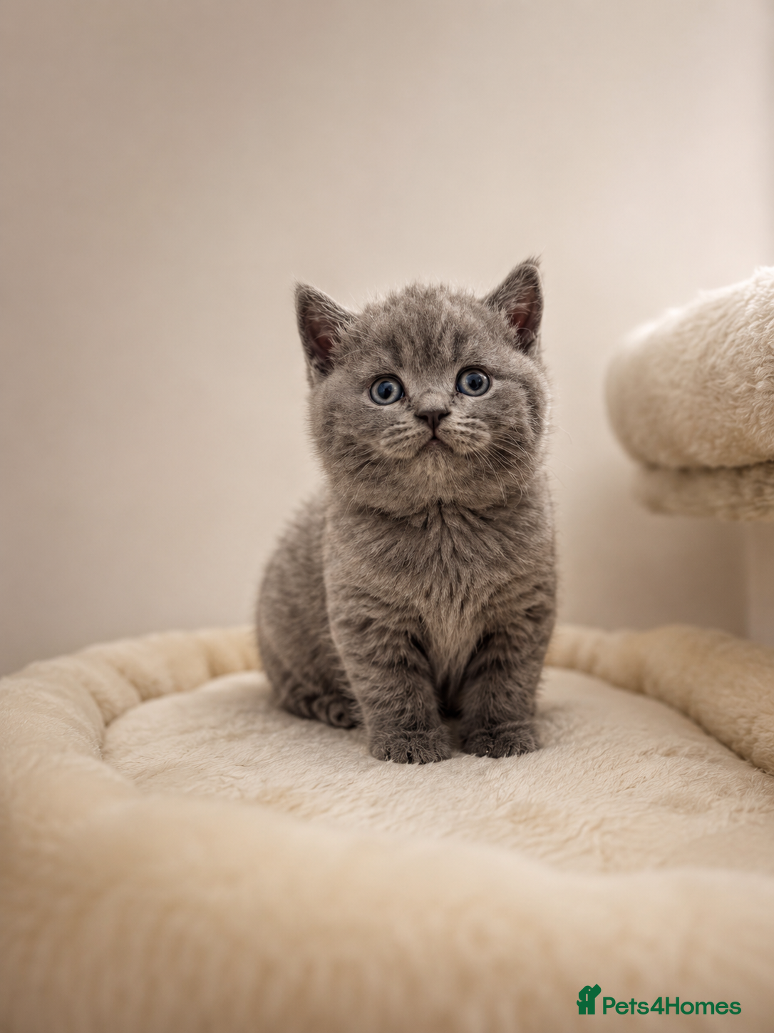 British Shorthair cats British Shorthair Kittens for Sale – 5 Available! - Advert 14