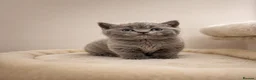 British Shorthair cats for sale: British Shorthair Kittens for Sale – 5 Available! - Advert 1