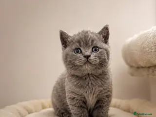 British Shorthair cats British Shorthair Kittens for Sale – 5 Available! - Advert 14