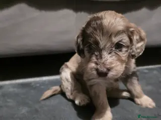 Cockapoo dogs Only 4 left 🍫 Meet Our Chocolate Cockapoos 🍫 - Advert 7