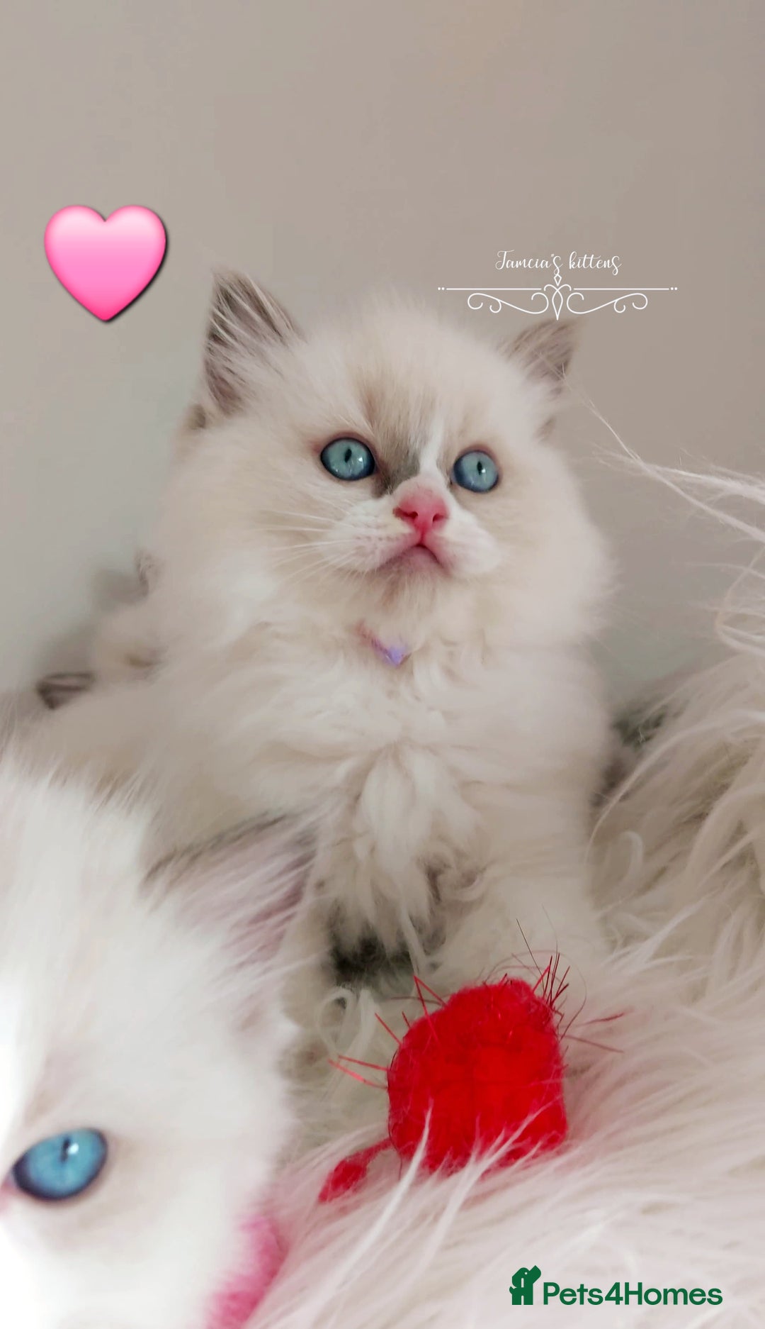 Ragdoll cats for sale: Beautiful Ragdoll kittens 😻😻😻 - Image 31