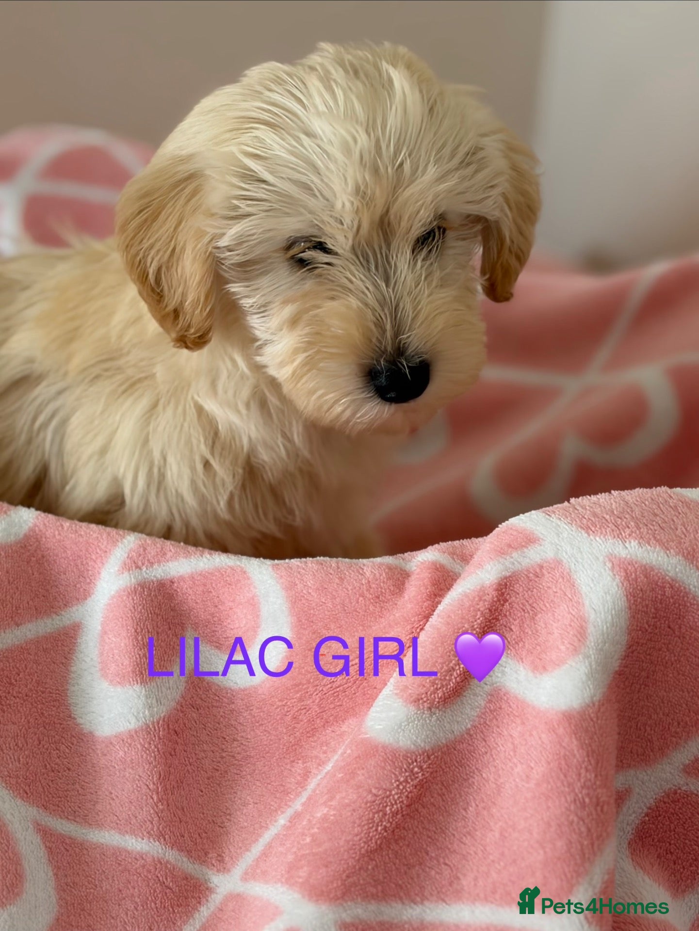 Westiepoo dogs 🐾THE CUTEST APRICOT WESTIEPOO PUPPIES🐾 - Advert 2