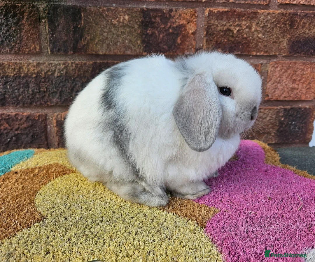 Mini Lop rabbits for sale: Baby mini lop rabbits  - Advert 1