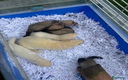 Ferret rodents for sale: Ferret kits for sale - Image 1