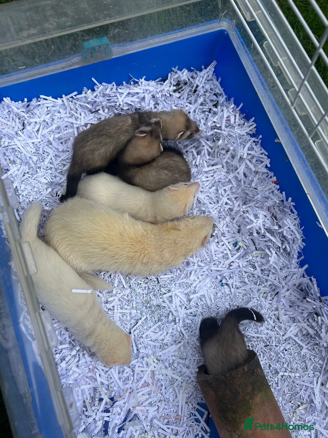 Ferret rodents for sale: Ferret kits for sale - Image 1