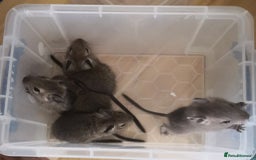 Degus rodents for sale: Baby 4 female and one male  - Image 5