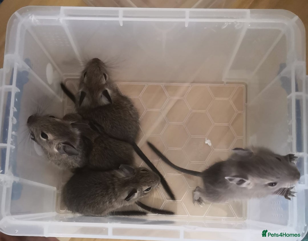 Degus rodents for sale: Baby 4 female and one male  - Image 5