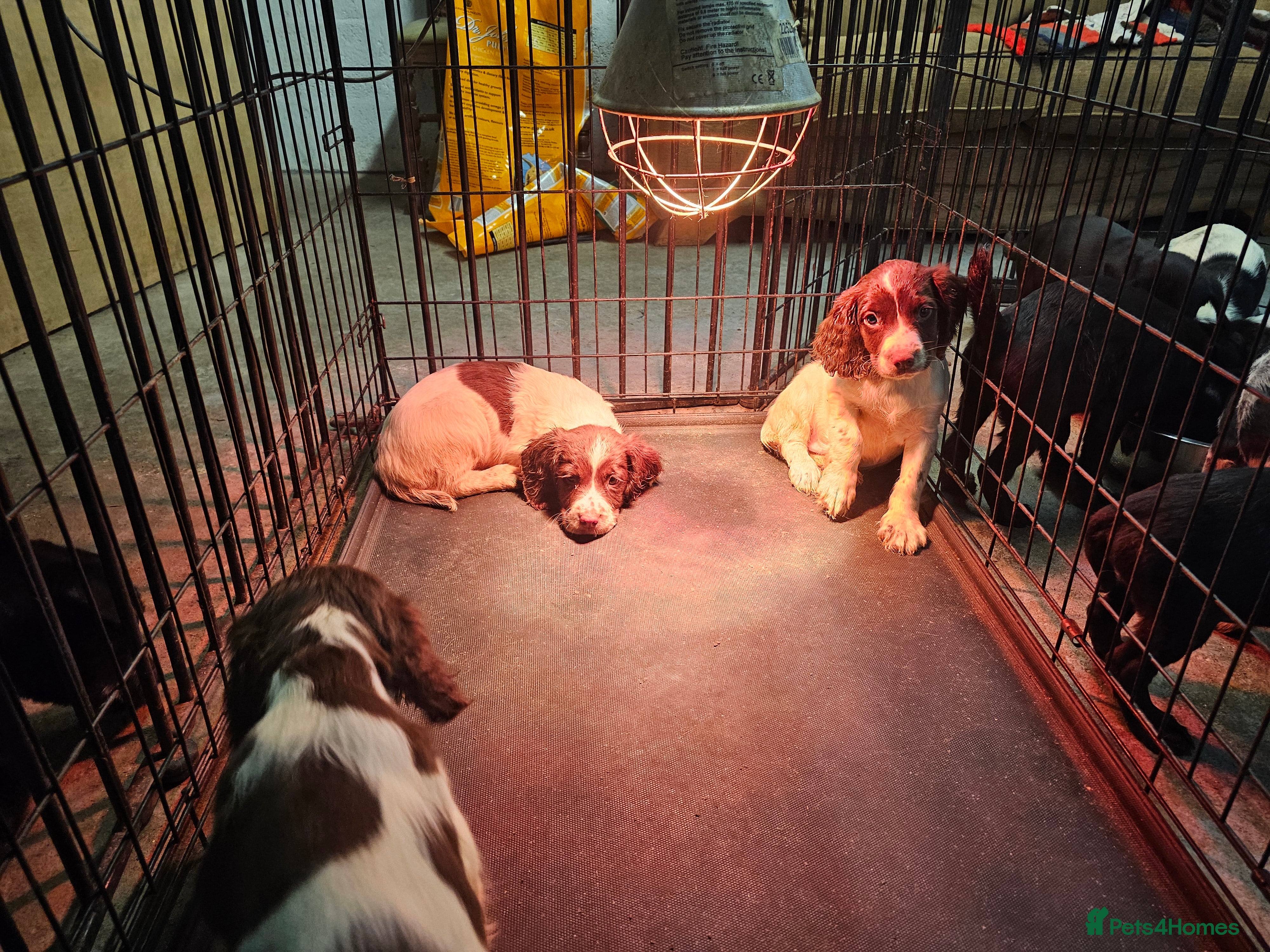 English Springer Spaniel dogs KC Working Springer Spaniel Pups L/w - Advert 1