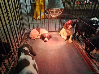English Springer Spaniel dogs KC Working Springer Spaniel Pups L/w - Advert 1