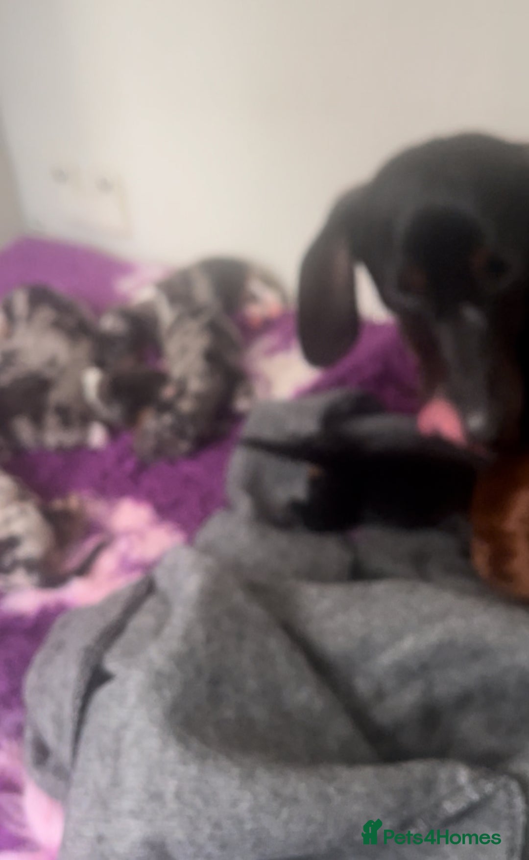 Miniature Dachshund dogs for sale: 2 male mini dachshund  - Image 6