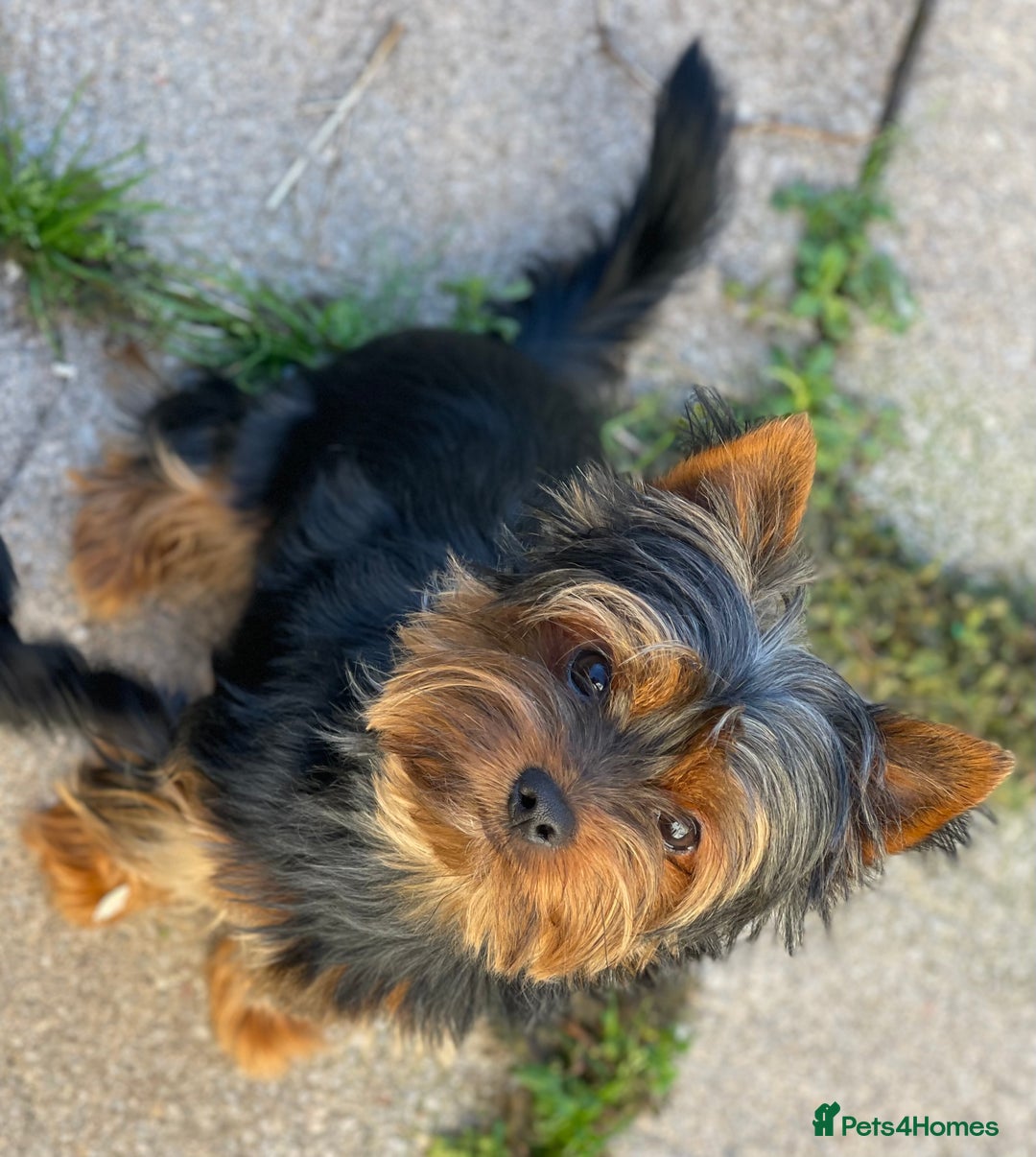 Yorkshire Terrier dogs for sale: Adorable Mini Yorkshire Terrier puppies - Advert 4