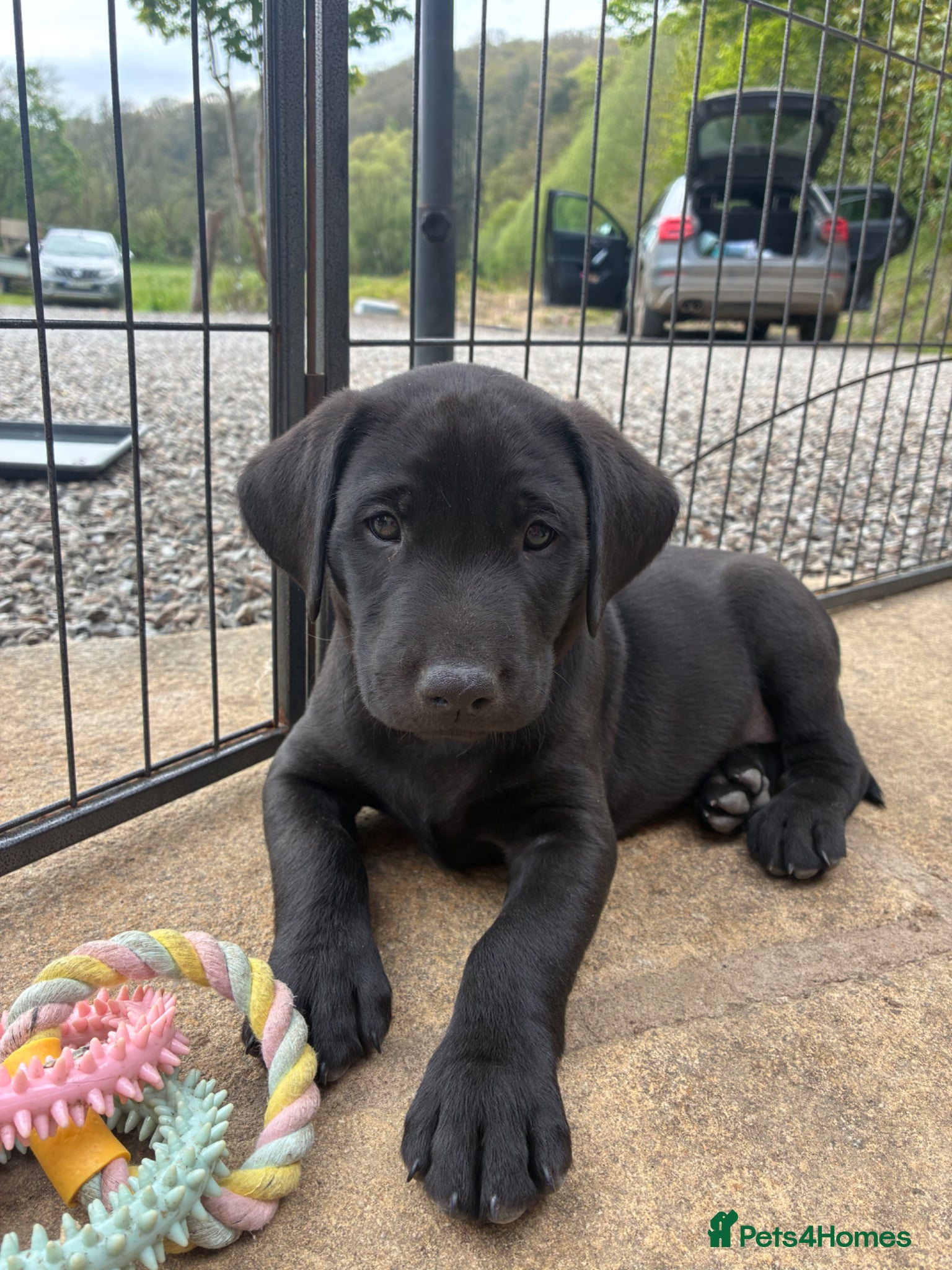 Labrador Retriever dogs 🐾 LAST ONE KC Reg Labrador Puppies 🐾 - Advert 11
