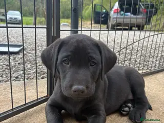 Labrador Retriever dogs 🐾 LAST ONE KC Reg Labrador Puppies 🐾 - Advert 11