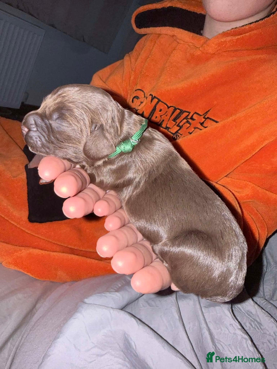 Sprocker dogs for sale: Sprocker Puppies for Sale, Mother Pure Bred Cocker - Advert 15