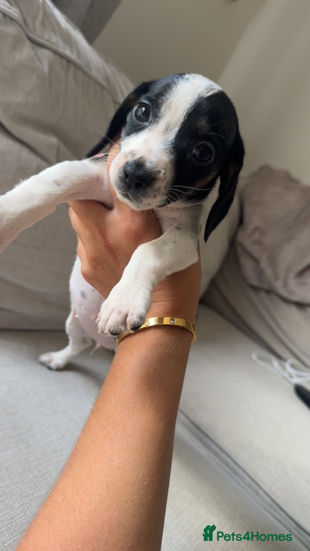 Mixed Breed dogs for sale: Cocker jacks. 2 boys 2 girls! - Image 6